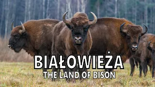 BIAŁOWIEŻA: THE LAND OF BISON. 3-day trip to the wildest region in eastern Poland [PL/EN]