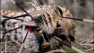 Unbelievable encounter: Leopard and Porcupine's fate