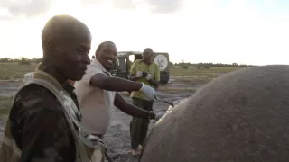 Treating icon 'Tim' | Sheldrick Trust