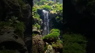 Aquascape waterfall