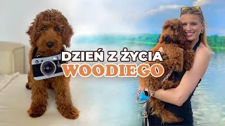 JAK WYGLĄDA MÓJ DZIEŃ Z PIESKIEM? 🐶