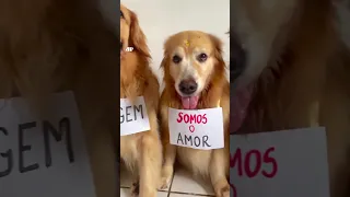 Cachorrinhos fazem campanha para Gol se responsabilizar por morte de cão em avião #shorts