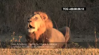 Lion Roaring HD (wild, deep and LOUD)