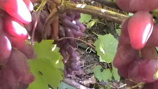 Сорт винограда "Коронный" - сезон 2019 # Grape sort "Koronnyj"