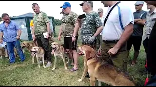 Всероссийская выставка ох. собак. Рязанская обл, Шереметьево