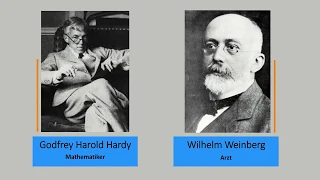 Hardy-Weinberg-Regel | Hardy-Weinberg Gesetz | Ideale Population