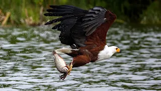 African Fish Eagle: Africa's Iconic Sky Hunter!