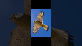 Голос обыкновенной пустельги 🦅