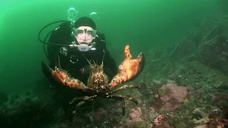 Northern Lobsters of Maine | JONATHAN BIRD'S BLUE WORLD