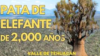 The Enormous Ponytail Palm Tree of the Tehuacan Valley - Puebla, México