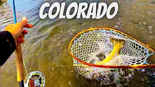 Why Locals DON'T Want You to Know About This Spot (Giant Brown Trout)