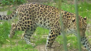 Amur Leopard Keeper Chat