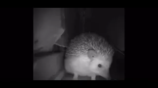 five nights at freddys hedgehog