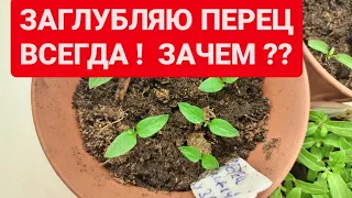 СЕКРЕТ СИЛЬНОЙ РАССАДЫ