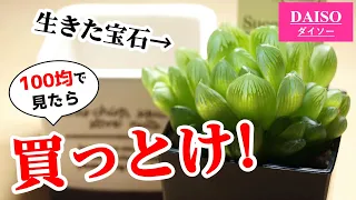 100均観葉植物の超オススメがこちら♪【多肉植物ハオルチア】