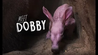 Meet Dobby – the FIRST ever baby aardvark to be born at the zoo! ❤️️