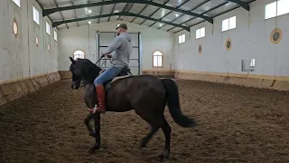 Entrenamiento general con Séptimo, potro PRE