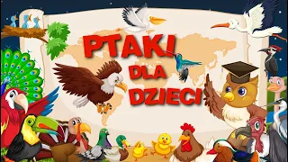 Ptaki film edukacyjny dla dzieci 🐦