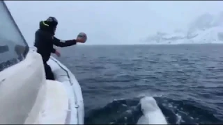 Beluga Whale plays fetch with rugby ball!