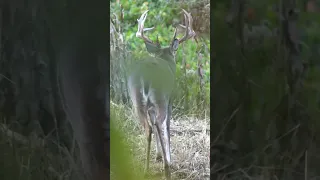 The Perfect Deer Hunt, Buck Shot At 8 Yards With Bow #shorts #hunting #deerhunting #wildlife