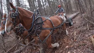 Amish Sawmill Needs More Tamarack Logs Part 1