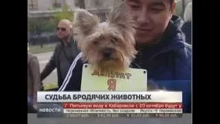 Пикет против закона об эвтаназии бездомных животных. Новости. GuberniaTV.