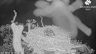 Giant aliens invade the Loch Arkaig Osprey nest! 21 Apr 2023