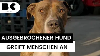 Pitbull beißt sechs Menschen und wird erschossen