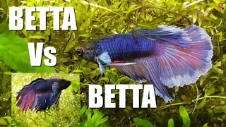 2 MALE BETTAS in the SAME TANK | Watch This | Part 1