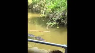 Alligator eats dog