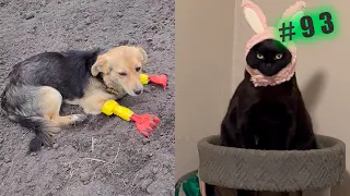 Funny animal videos cats and Dogs 🤣Try not to laugh Challenge! №93