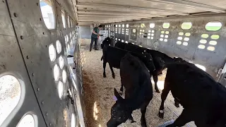 My First Load of Calves From Kentucky