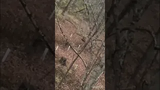 MASSIVE buck, Ohio bow kill #archery #hunting #whitetailbucks #bigbuck #onceinalifetime #wow