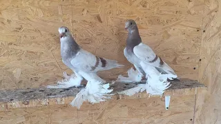 Таза Тасман Кептерлер" Голуби Тасман Pigeons Каптар