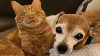 Family brings home a blind cat. And he keeps surprise attacking everyone.