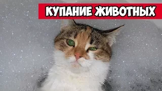 Купание животных - коты не любят купаться | Bazuzu Video ТОП подборка октябрь 2017