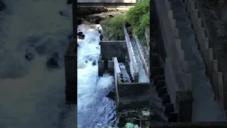 Salmon attempting to swim upstream in Ketchikan, Alaska