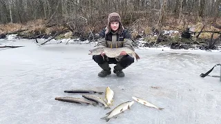 ЩУКА на ЖЕРЛИЦЫ и САМОЛОВКИ в ЛЕСНОМ КОРЯЖНИКЕ 2020! ОТОРВАЛИСЬ НА ВСЕ 100%! Одну поймал руками!