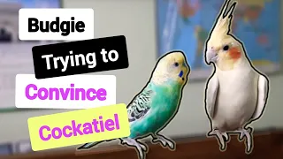 Budgie Trying to convince Cockatiel | Funny Cockatiel & Budgie