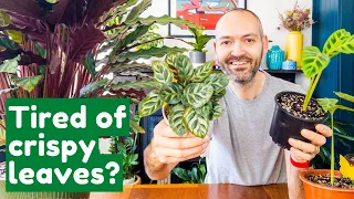 Why Your Calathea’s Leaves Keep Getting Brown Edges | Full Care Guide