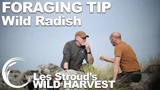 Wild Harvest Foraging Tip | Wild Radish | Episode 3 | Les Stroud