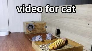 Cat TV🐭Mouse Watch TV🐭Mouse for Cats to Watch🐭