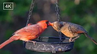 Spring backyard birds: Northern cardinals really enjoy sunflower seeds. #birdslover #backyardanimals