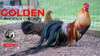 Golden Phoenix Chicken | Long Tail Chicken | Fancy Poultry | AZ FANCY BIRDS