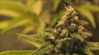 Examining the facts behind claims in Florida marijuana campaign ads