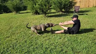 HIGH DRIVE AMERICAN STAFFORDSHIRE TERRIER PERSONAL PROTECTION |BITE WORK|OBEDIENCE ROUTINE PIT BULL