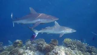 sharks on ellaidhoo