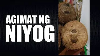 Kapangyarihan ng niyog na isang mata. maganda isabit lamang sa labas ng tahanan