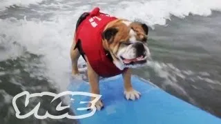 Cute Surfing Dogs! | The Cute Show