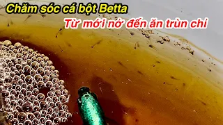 Chia sẽ kinh nghiệm chăm sóc Cá bột Betta từ mới nở đến ăn trùn chỉ [ THANH HẢI BETTA ]